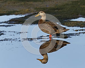 Female Mallard disambiguation photo